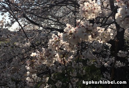 Ката под ветвями цветущей сакуры демонстрировали ученики Шихана Кондо